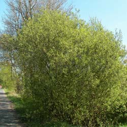 Salix caprea